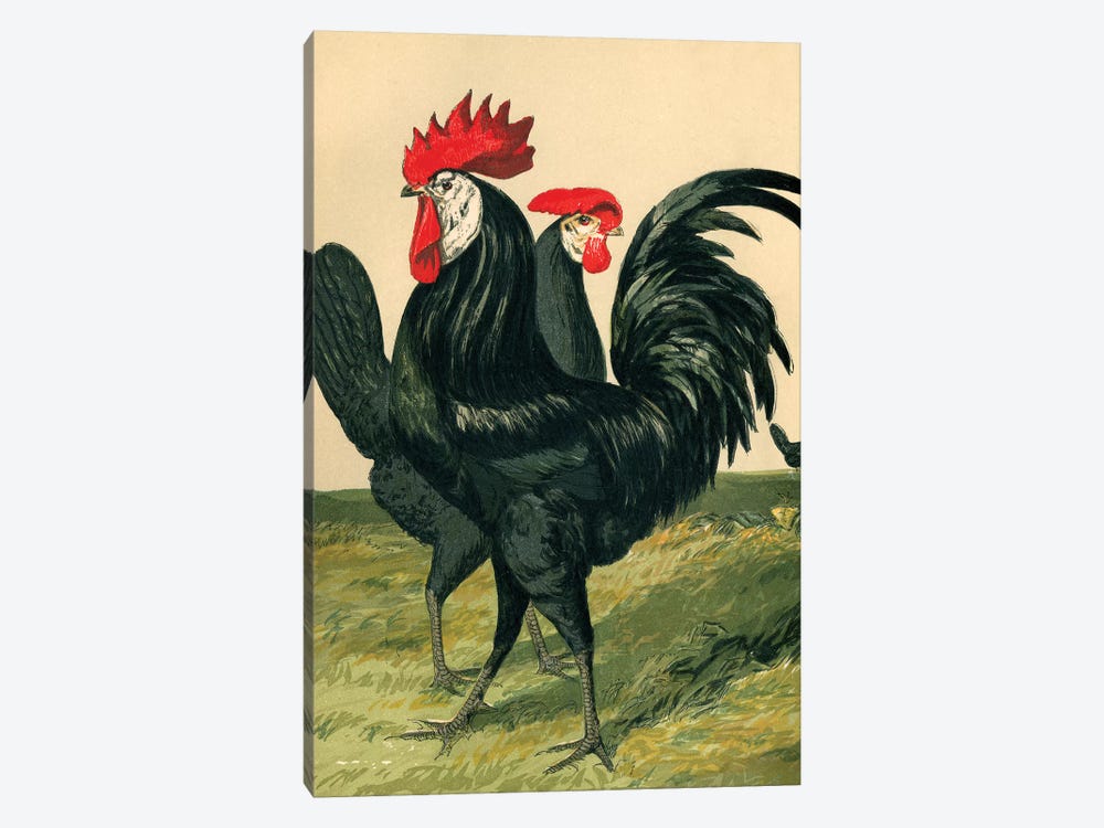 Poultry, Spanish by Piddix 1-piece Art Print