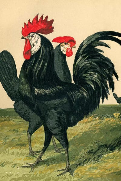 Granny Chic: Poultry, Spanish by Piddix