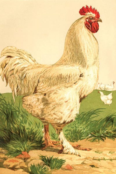 Poultry, White Cochin Cock by Piddix framed canvas print