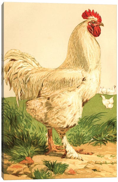 Poultry, White Cochin Cock Canvas Art Print - Chicken & Rooster Art