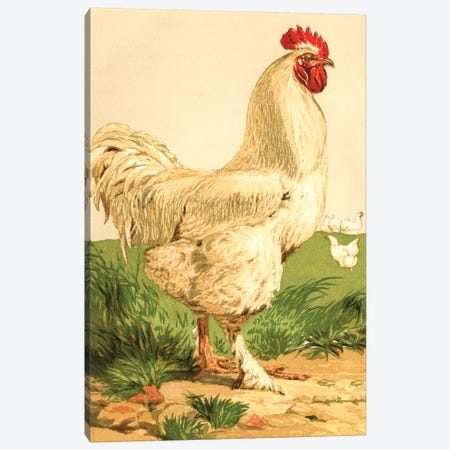 Poultry, White Cochin Cock Canvas Print #PDX103} by Piddix Canvas Print