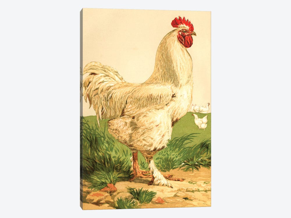 Poultry, White Cochin Cock by Piddix 1-piece Canvas Art
