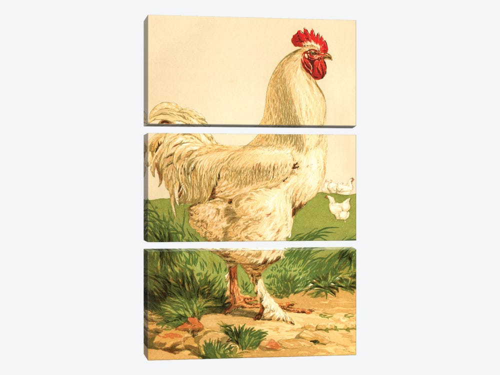 Poultry, White Cochin Cock by Piddix 3-piece Canvas Artwork