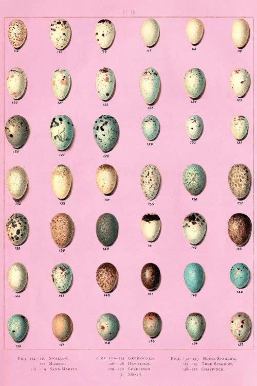Sparrow and Finch Bird Eggs by Piddix wall art