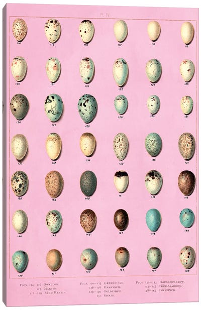 Sparrow and Finch Bird Eggs Canvas Art Print - Piddix