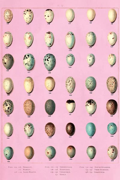 Piddix: Sparrow and Finch Bird Eggs by Piddix