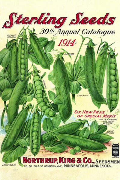 Vintage Kitchen Posters: Sterling Seeds, 1914, from the Andersen Horticultural Library by Piddix