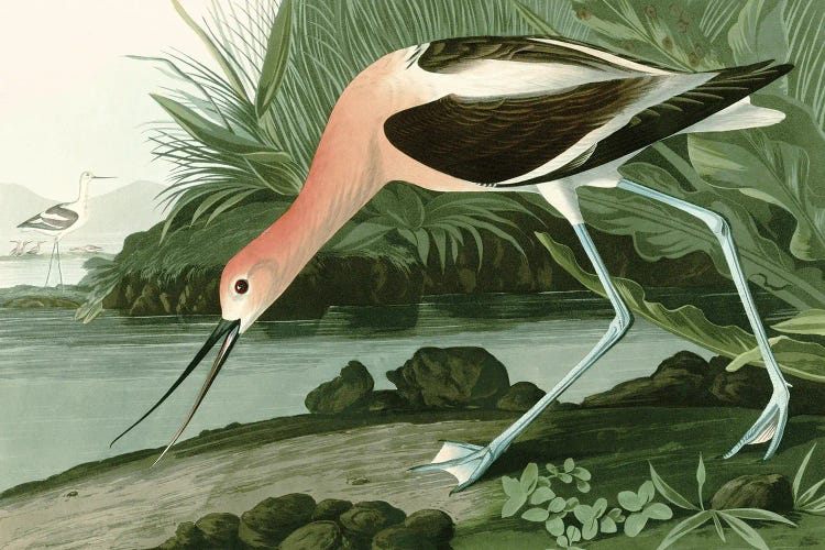 American Avocet