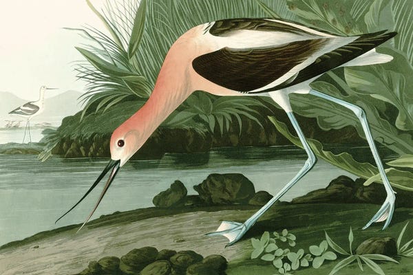 Piddix: American Avocet by Piddix