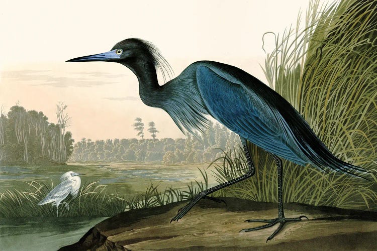 Blue Crane