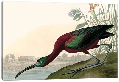 Glossy Ibis Canvas Art Print - Piddix
