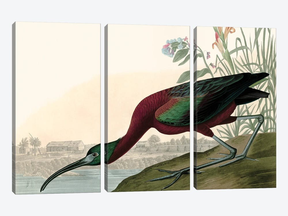 Glossy Ibis by Piddix 3-piece Canvas Art