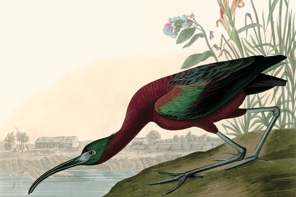 Vintage Animal Illustrations: Glossy Ibis by Piddix