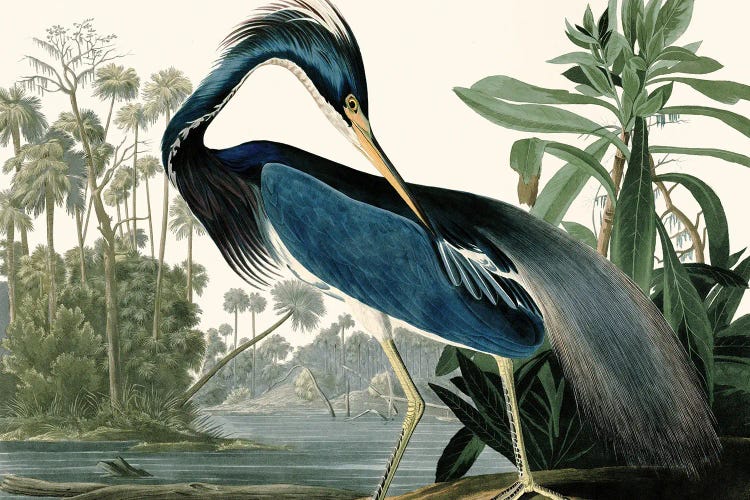 Louisana Heron