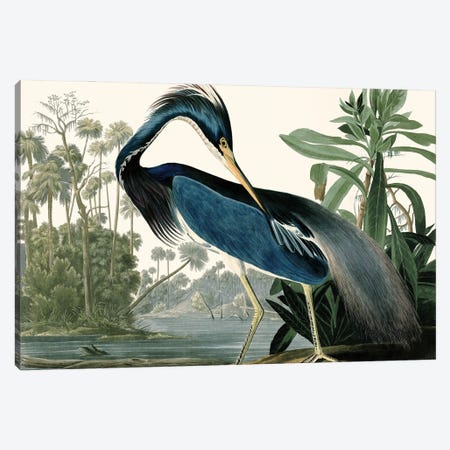 Louisana Heron Canvas Print #PDX155} by Piddix Canvas Art Print