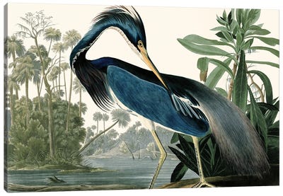 Louisana Heron Canvas Art Print - Heron Art
