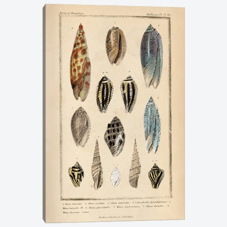Mollusks I Canvas Print #PDX157} by Piddix Art Print
