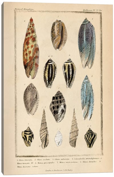 Mollusks I Canvas Art Print - Piddix