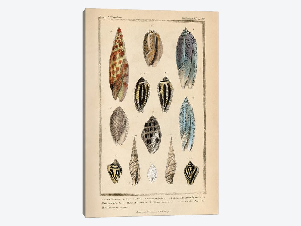 Mollusks I by Piddix 1-piece Canvas Print