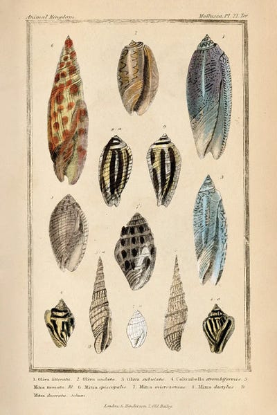 Vintage Animal Illustrations: Mollusks I by Piddix