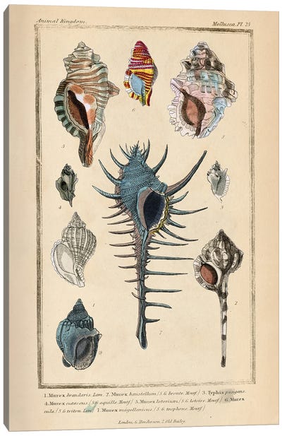 Mollusks II Canvas Art Print - Piddix