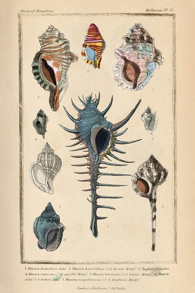 Piddix: Mollusks II by Piddix