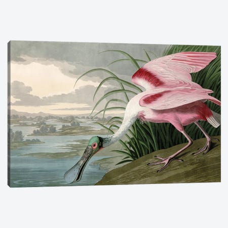 Roseate Spoonbill Canvas Print #PDX160} by Piddix Canvas Print