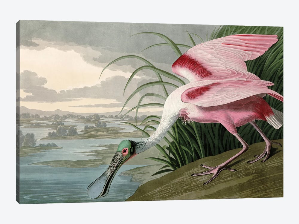 Roseate Spoonbill by Piddix 1-piece Canvas Print