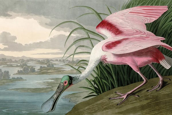 Vintage Animal Illustrations: Roseate Spoonbill by Piddix