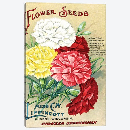Carnations Marguerite, from the Andersen Horticultural Library Canvas Print #PDX38} by Piddix Canvas Print