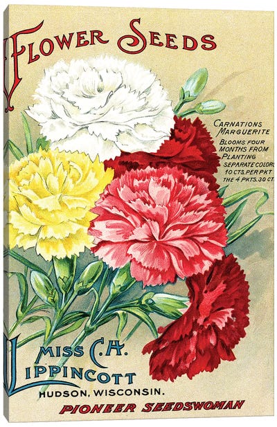 Carnations Marguerite, from the Andersen Horticultural Library Canvas Art Print