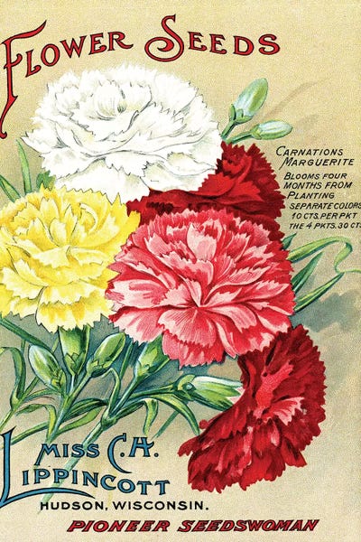 Carnations: Carnations Marguerite, from the Andersen Horticultural Library by Piddix