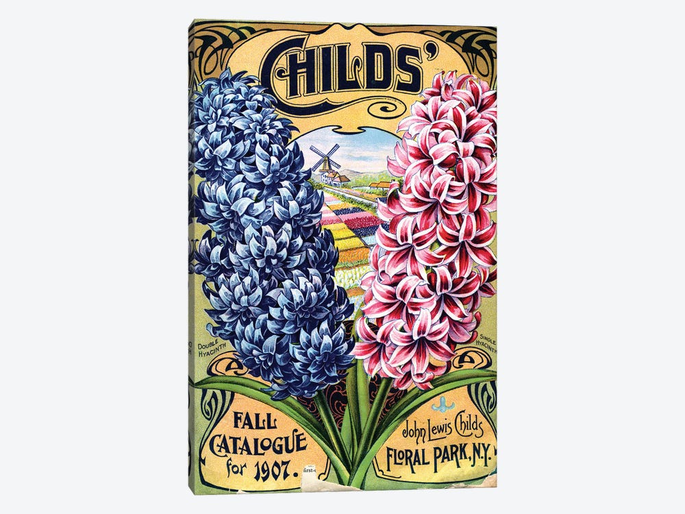 Double Hyacinth, 1907, from the Andersen Horticultural Library by Piddix 1-piece Canvas Art
