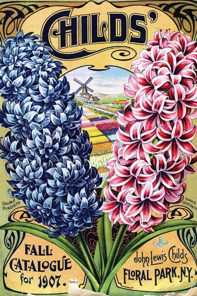 Gardening: Double Hyacinth, 1907, from the Andersen Horticultural Library by Piddix