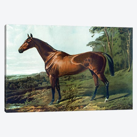 Horse Chromolithograph "Fair Nell," 1800s Canvas Print #PDX77} by Piddix Canvas Artwork