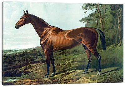 Horse Chromolithograph "Fair Nell," 1800s Canvas Art Print - Piddix