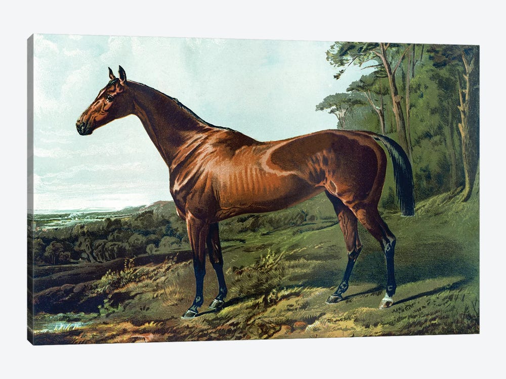 Horse Chromolithograph "Fair Nell," 1800s by Piddix 1-piece Canvas Art
