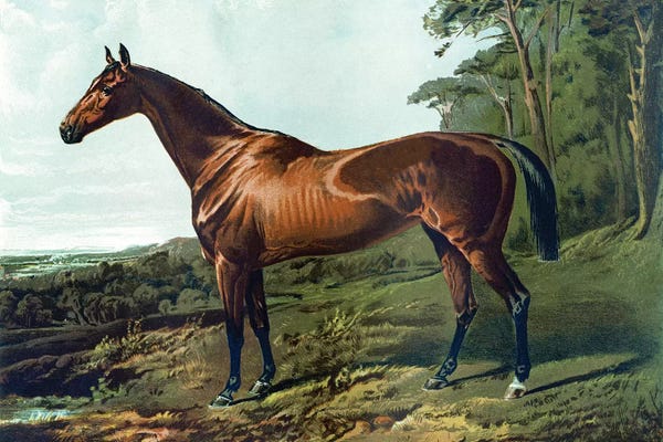Grandpa Chic: Horse Chromolithograph "Fair Nell," 1800s by Piddix