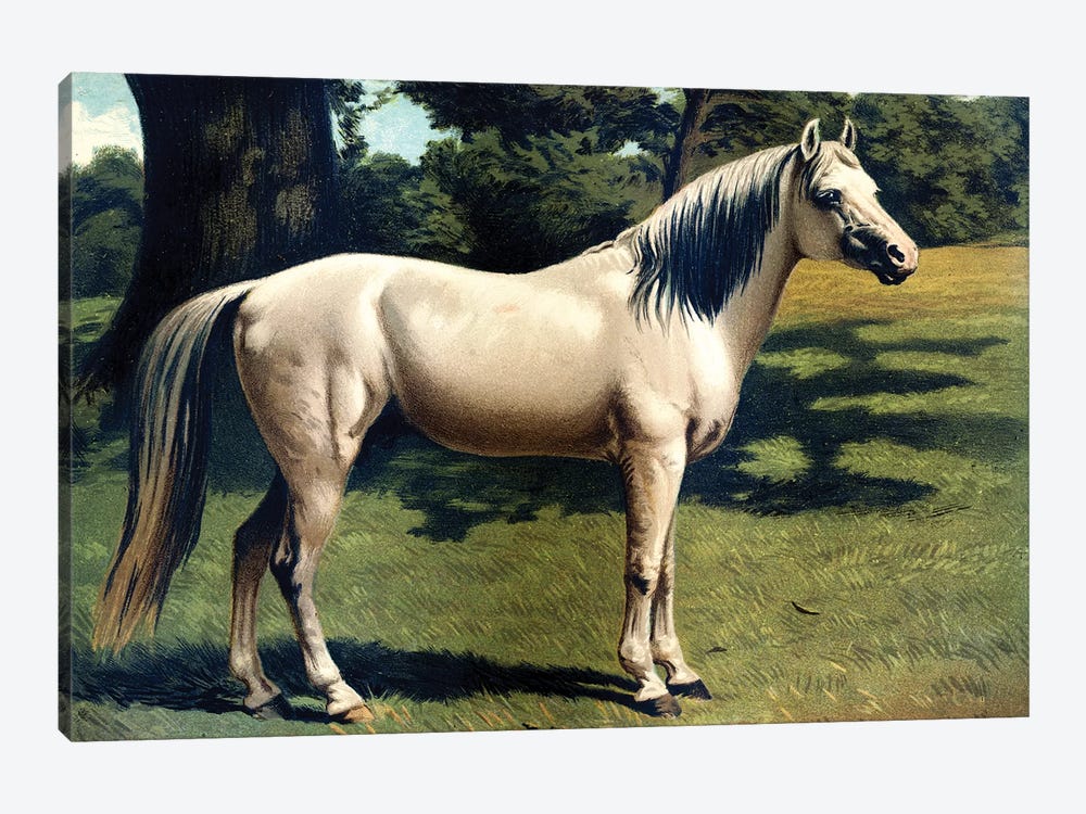 Horse Chromolithograph "The Arab Pony Charger," 1867 by Piddix 1-piece Canvas Art Print