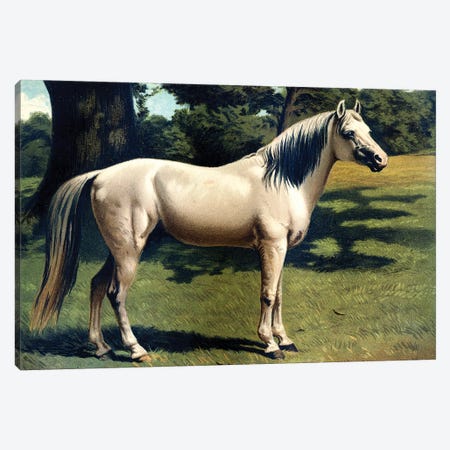 Horse Chromolithograph "The Arab Pony Charger," 1867 Canvas Print #PDX78} by Piddix Canvas Print