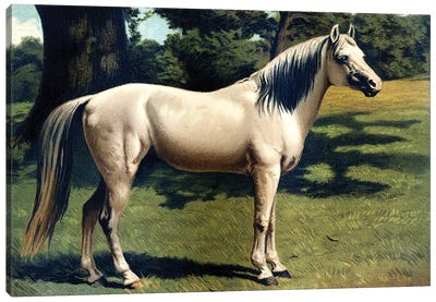 Horse Chromolithograph "The Arab Pony Charger," 1867 Canvas Art Print - Piddix