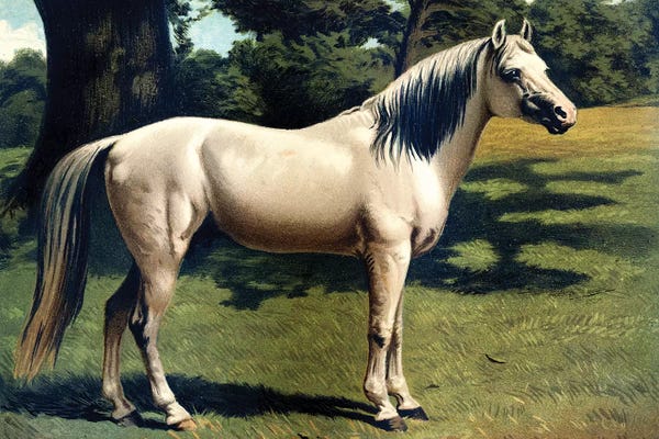 Piddix: Horse Chromolithograph "The Arab Pony Charger," 1867 by Piddix