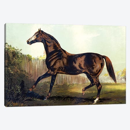 Horse Chromolithograph "Thoroughbred Sire Blair Athol," 1867 Canvas Print #PDX79} by Piddix Art Print