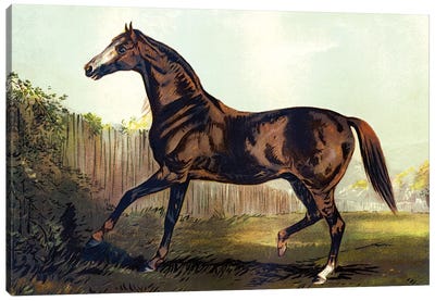 Horse Chromolithograph "Thoroughbred Sire Blair Athol," 1867 Canvas Art Print - Piddix