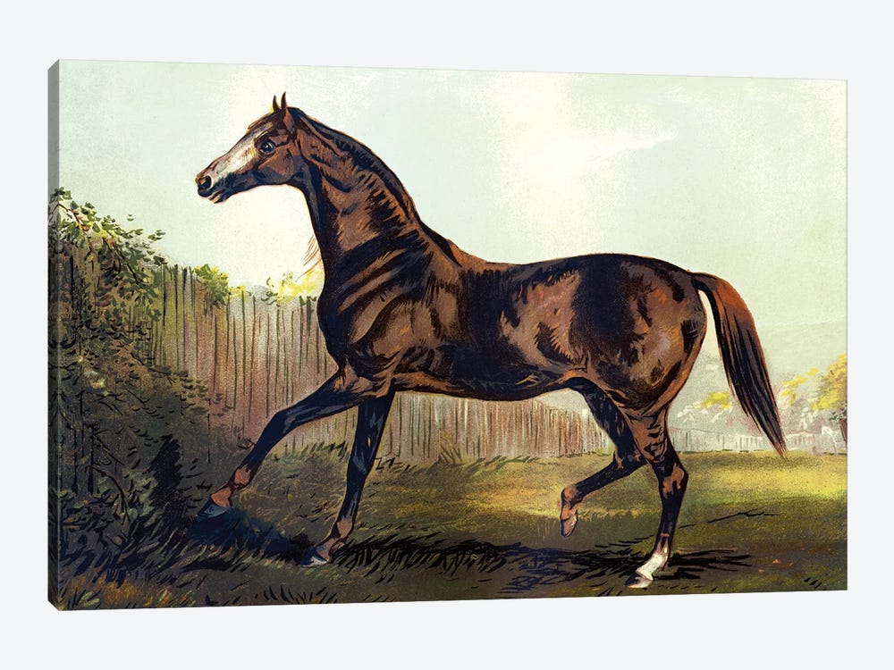 Horse Chromolithograph "Thoroughbred Sire Blair Athol," 1867 by Piddix 1-piece Canvas Wall Art