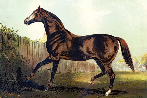 Grandpa Chic: Horse Chromolithograph "Thoroughbred Sire Blair Athol," 1867 by Piddix