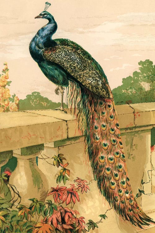 Peacock