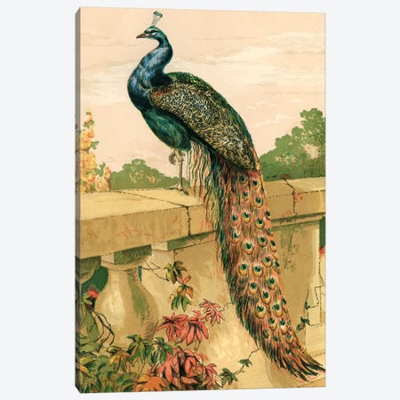 Peacock Canvas Print #PDX94} by Piddix Canvas Artwork