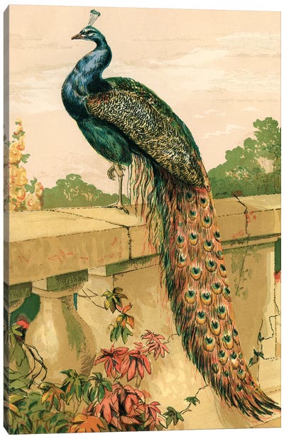 Peacock Canvas Art Print - Granny Chic