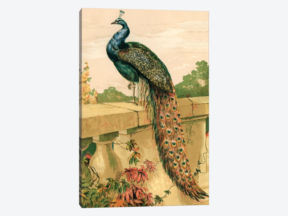 Peacock by Piddix 1-piece Canvas Print